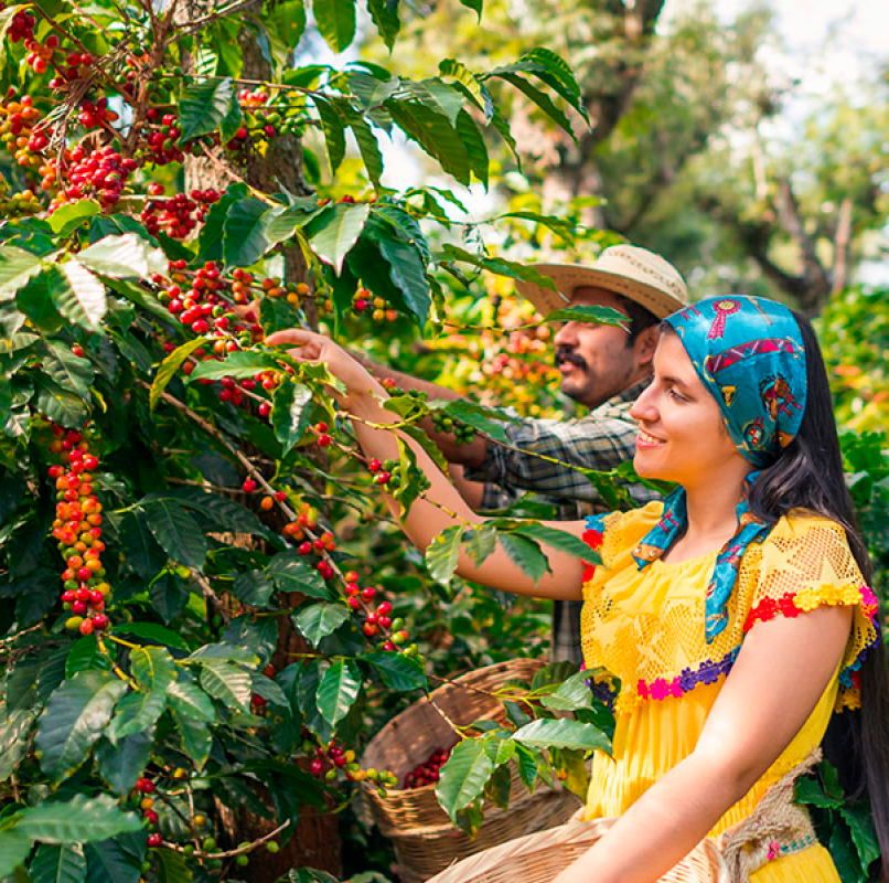 Visita técnica eje cafetero